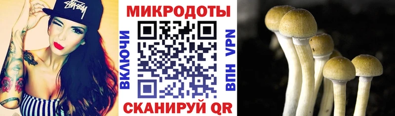 Галлюциногенные грибы Psilocybe  где можно купить   Зуевка 